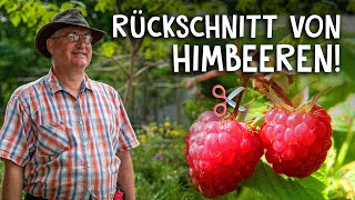 Himbeeren schneiden amp pflegen im Frühjahr und Herbst 🍇  Der Rückschnitt einfach erklärt [upl. by Philps]