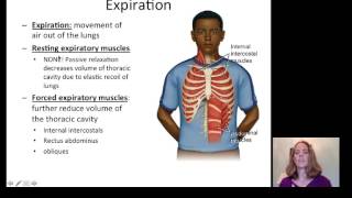 Lecture 20 Respiratory System [upl. by Amitie]