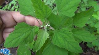 ⟹ lambs quarters  Chenopodium album  Wild plants in your garden [upl. by Adolfo]