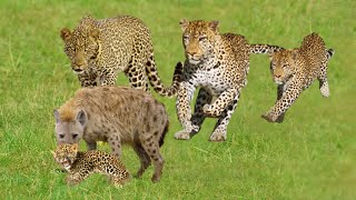 Amazing Hyena Hunting Baby Cheetah When Mother Leave  Leopard Cub Run For Its Life From Hyena [upl. by Revilo]