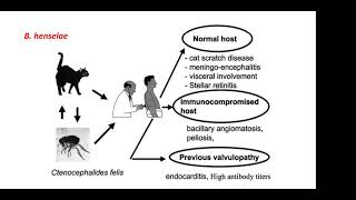 Bacillary Angiomatosis IRISScott Lee Jones [upl. by Anirehtac]