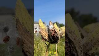 Milkweed Harvesting Tutorial milkweed nativeplants monarchbutterfly [upl. by Spearman47]