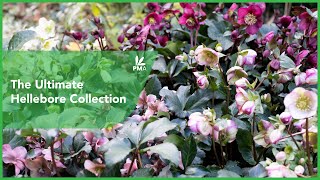 The Ultimate Hellebore Collection [upl. by Wolcott962]