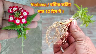 Verbena  वर्बीना कटिंग कैसे लगायें  वर्बीना कटिंग लगाने का तरीका  Verbena Plant Grow From Cutting [upl. by Lotti663]