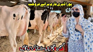 Subhan Dairy Farm  Cows Sale In Punjab  Pregnant Heifers  Sasta Farm  Pk Janwar Mandi [upl. by Gnaht912]