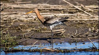 Веретенникаккуратист Limosa limosa Птицы Беларуси [upl. by Acacia]