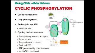 Class 11  Biology  Chapter 11  Lecture 8  Cyclic Phosphorylation  Chemiosmosis [upl. by Haleigh312]