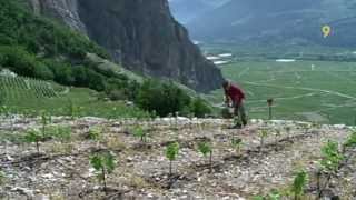 Viticulture renaissance de la Diolle en Valais [upl. by Eidnim620]