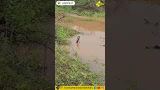 மழையால் வாழப்பாடி ஏரிக்கு நீர் வரத்து அதிகரிப்பு  VALAPPADI LAKE valappadivattaram [upl. by Meesan]