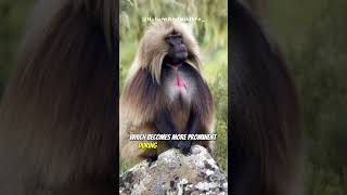 Gelada BaboonThe Largest Herbivorous Primate [upl. by Nudd659]