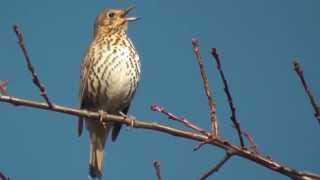 Song thrush nonstop singing sounds [upl. by O'Dell726]