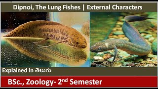 Dipnoi  The Lung Fishes  External Characters  Fishes  BSc Zoology 2nd semester  HSR Bioinfo [upl. by Genevieve14]