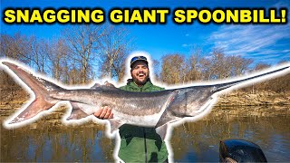 Snagging GIANT Prehistoric SPOONBILL Fish Catch Clean Cook [upl. by Oina428]