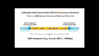 251 LINEs Long Interspersed Nuclear Elements LTR Retrotransposons [upl. by Reivax]