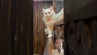 Rani ki sundrta se chirata hai😁😁viralvideo viralreelsashortaday catlovers [upl. by Arymat]