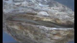 Hatchery Spawning by Thermal Shock of the American Oyster 0910wmv [upl. by Ardrey941]