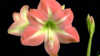 Amaryllis Bulb Hippeastrum Pink Diamond [upl. by Berga]