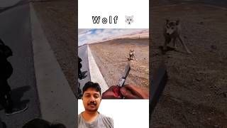 The Secret Lives of Wolves shorts short dog puppy animals animallover funny [upl. by Farrica]