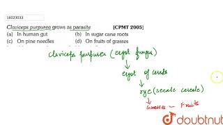 Claviceps purpurea grows as parasite [upl. by Suirtimid]