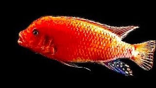 Mbuna Red Zebra Cichlid Breeding And Care guide [upl. by Sucram]