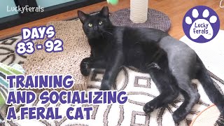 Training And Socializing A Feral Cat  Part 11  Days 83  92  Cat Video Compilation [upl. by Nic]