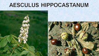 AESCULUS HIPPOCASTANUM  ΑΝΤΙΜΕΤΩΠΙΣΗ ΟΞΕΩΝ ΚΑΤΑΣΤΑΣΕΩΝ ΜΕ ΟΜΟΙΟΠΑΘΗΤΙΚΗ [upl. by Anthony]