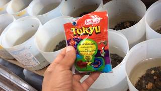 Tokyu Fish Food  best for bettas and any tropical fishes [upl. by Osnofla]