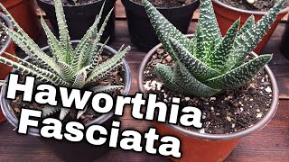 Haworthia Fasciata cuidados y Reproducción de Planta cebra [upl. by Assirahs552]