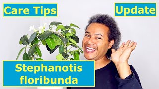 Update amp Care Tips  Stephanotis floribunda [upl. by Hay]