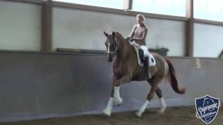 2012 Gelding by Quaterback [upl. by Yhtomit]