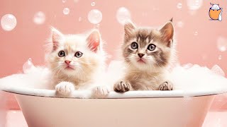 Cat Song  Original Songs For Kids From Zebra  Nursery Rhymes For Babies [upl. by Memberg308]