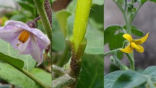 Grafting Tomato on eggplant  Vegetable grafting  Grafting plants [upl. by Anidal]