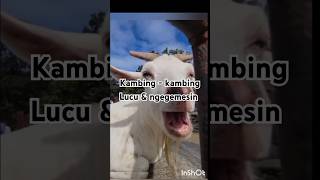 Kambingkambing lucu amp ngegemesin [upl. by Turner]