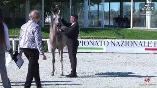 N 14 ACQUA AZZURRA PEIO ANICA National Championship 2024 Yearling Fillies Section B Class 1 B [upl. by Paxton613]