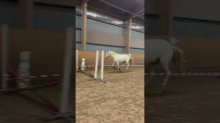 christmas horse equestrian 2024 2024 häst riding jumping horseriding automobile dressage [upl. by Silva]