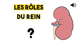 LE REIN  Anatomie et Physiologie [upl. by Summers]