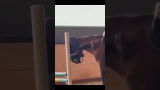 2024s Most Hilarious Horse Jump Fail Goes Viral Watch What Happens When Obstacles Say No [upl. by Savanna]