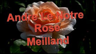 Andre Le Notre Rose Meilland [upl. by Acirema995]