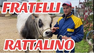 AzFratelli RATTALINO linea VACCA VITELLO INGRASSO MACELLERIA CHIERI TO☎️ 389 592 8715 [upl. by Joette]