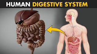 Human Digestive System  How it works  Its parts and functions [upl. by Anerok]