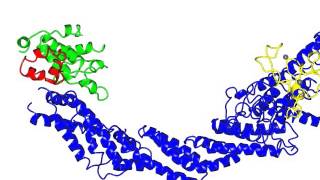 SCF E3 Ubiquitin Ligase Complex [upl. by Amsirak560]