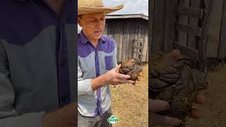 Análise de Fezes agro gado roçadicas sitio fazenda vaca nutrição boi pecuaria viralvideo [upl. by Eetnahc]