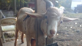 How to Band a Goat  How to Castrate a Buck  Weathering Cinnamon [upl. by Renwick948]