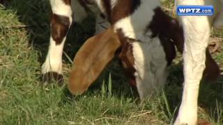 Green goats help Vt school land national recognition [upl. by Htiekal]