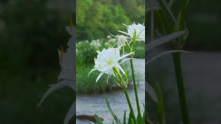 Cahaba lilies are worth a visit [upl. by Alimhaj]