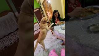 Cuteness overloaded 😍coco doglover cute dogowner funny labrador love trending pets animals [upl. by Trotter]