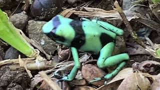 Dendrobates auratus rana venenosa verdinegra green black poison dart frog [upl. by Midge]