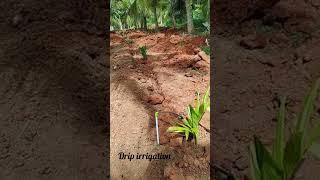 കവുങ്ങ് കൃഷിക്ക് ഏറ്റവും നല്ല ജലസേചന രീതി  Best irrigation methods for Arecanut Cultivation [upl. by Zirtaeb]