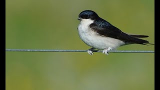 House martin 1h bird sound [upl. by Kalikow]