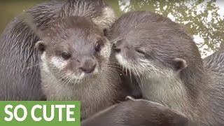 Otters kiss and cuddle each other [upl. by Harsho]